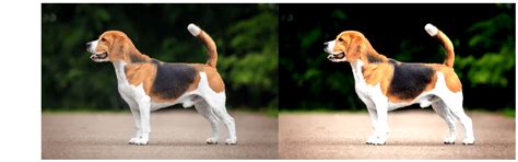 Image result for Enhance Images Dataset Python