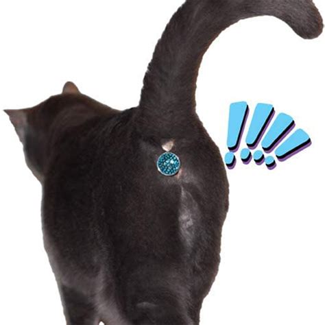 Twinkle Tush: Cat Butt Jewel - Unicun