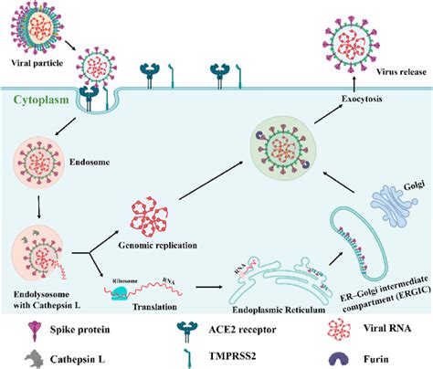 Image result for Viral Replication Process