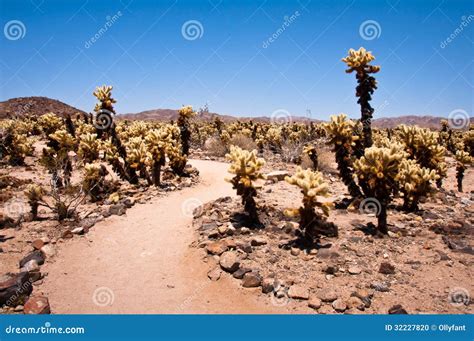 Cholla Cactus Garden stock photo. Image of tree, mojave - 32227820