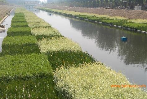 实施水生态修复给河道“美容”去污|欧保快讯|上海欧保环境:021-58129802