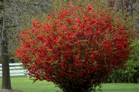 Chaenomeles Texas Scarlet Flowering Quince - The Site Gardener