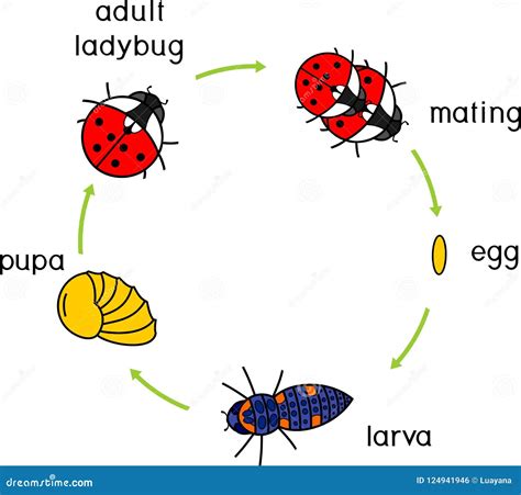 Life Cycle of Ladybug. Stages of Development of Ladybug from Egg To ...