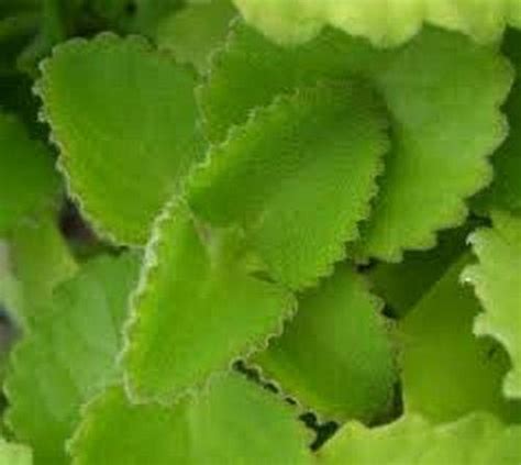 Buy Broadleaf Spanish Thyme (JamaicanThyme/Cuban Oregano ...