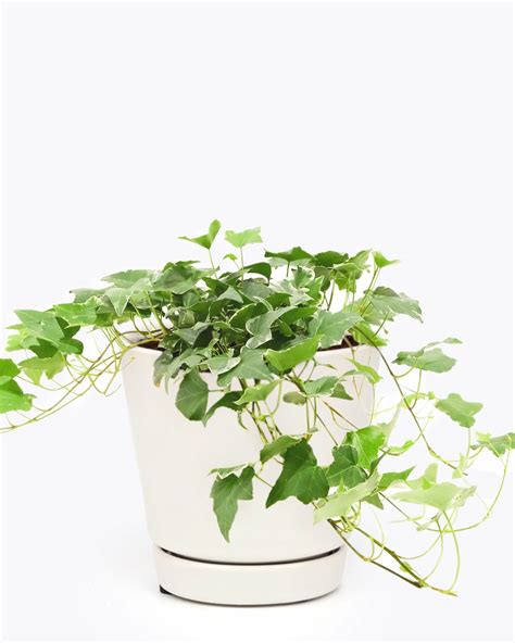 English Ivy Indoor