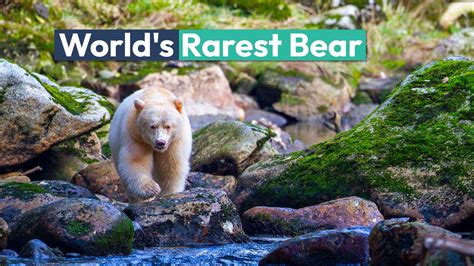 The World's Rarest Bear Is Found In A North American Rainforest That's ...