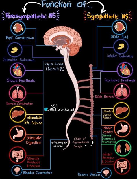 Image result for Nervous System Function Overview