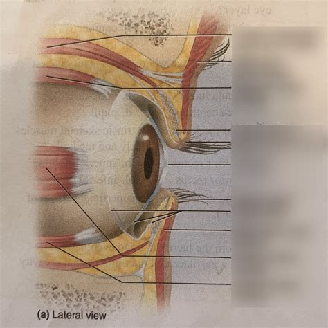 lateral view of eye Diagram | Quizlet