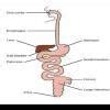 Explain the interactions of the digestive system with the circulatory ...