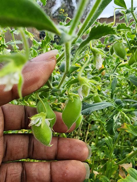 Garbanzo Bean Seeds, AKA Chickpeas. Non-GMO, Heirloom, Open Pollinated ...