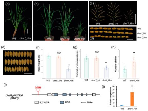 Plasma Membrane Ca2+ Permeable Mechanosensitive Channel OsDMT1 Is ...