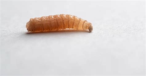 Maggot Lifespan: How Long Do Maggots Live? - A-Z Animals