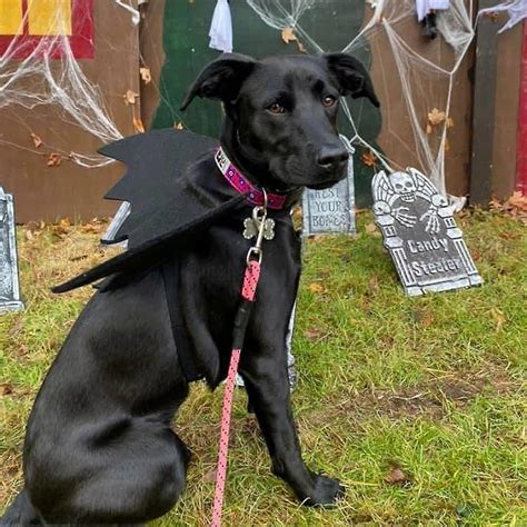 Dog Bat Wings, Dog Halloween Costume, Large Dog Costume, Dog Bat ...