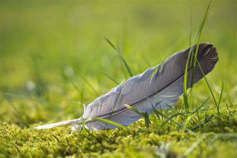 Gray Feather Meaning and Symbolism | Color Meanings