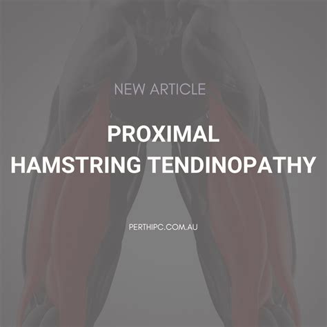 Proximal Hamstring Tendinopathy - Perth Injury & Pain Clinic