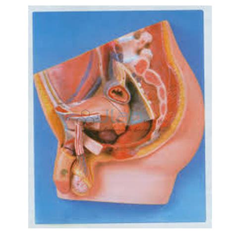 Image result for Male Reproductive Model Label