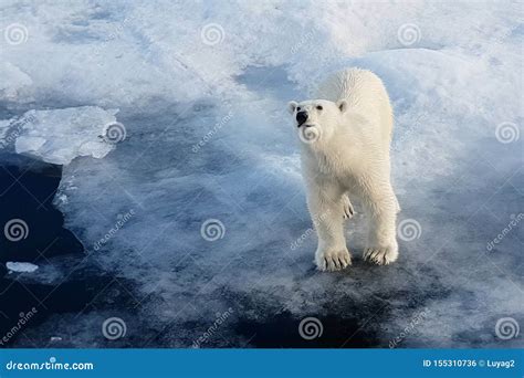 Polar Bear on an Ice Floe. Arctic Predator Stock Photo - Image of polar, floe: 155310736