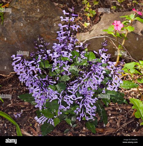 Cluster of spikes of bright purple flowers & dark green leaves of ...