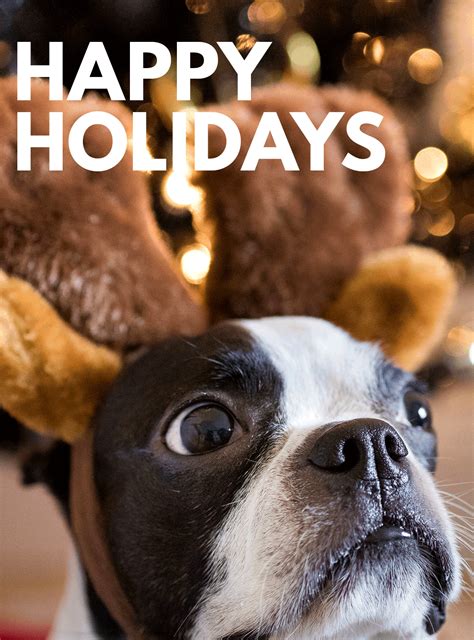 Holiday Dog Meme