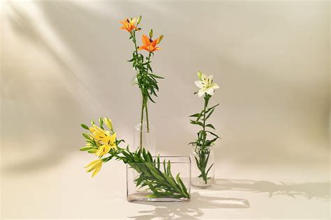 Asiatic Lily - Farmerr