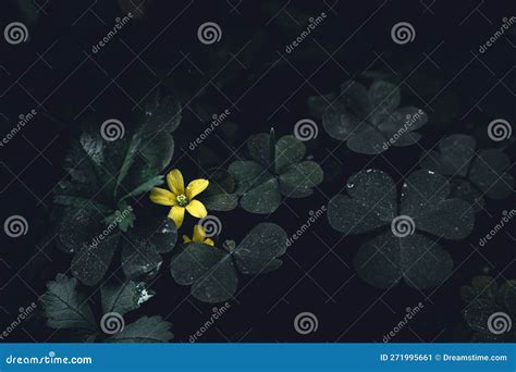 Woodsorrel Clover with Flowers Stock Image - Image of natural, flowers ...