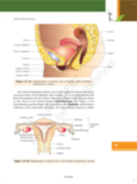 Image result for Class 12 Bio Human Reproduction