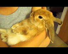 Image result for Cuddle Bunnies