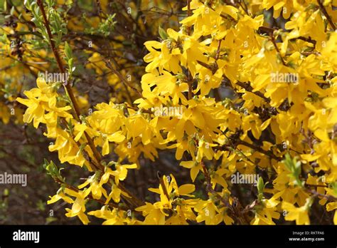 Spring Flowering 的图像结果