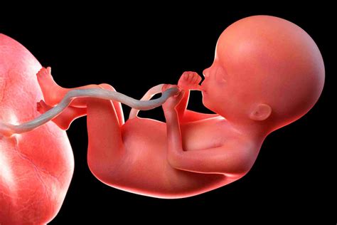 Posterior Placenta: what it means during pregnancy. - Parentalife