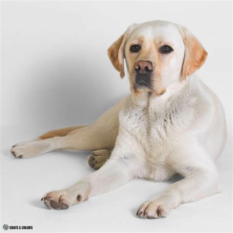 Labrador Retriever Eye Color 的图像结果
