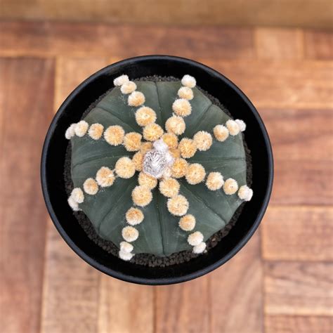Astrophytum asterias f.nudum【アストロフィツム・大疣瑠璃兜】 | RIMO'S GREEN 【Saboten ...