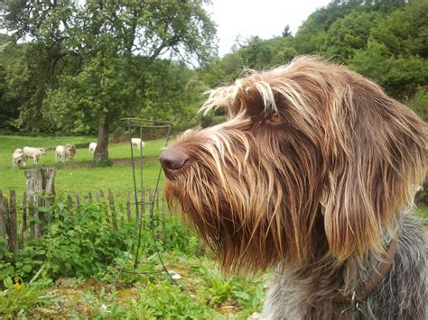 Korthals Griffon Wirehaired Pointing Griffon, German Wirehaired Pointer ...
