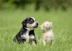 Image result for Bunny and Puppy and Cat