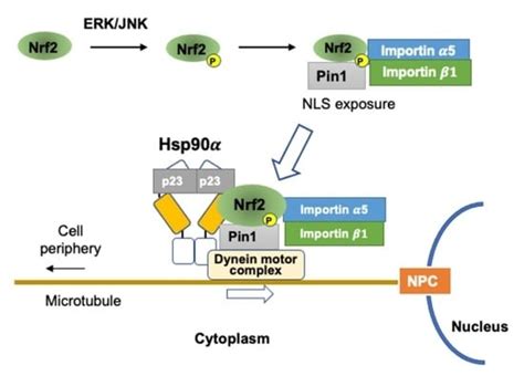 Stress Activated MAP Kinases and Cyclin-Dependent Kinase 5 Mediate ...