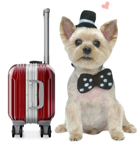 Pet Grooming Service at Home in Delhi NCR, 599 For Dog and Cat