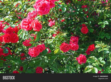 Red Rose Bush, Red Image & Photo (Free Trial) | Bigstock