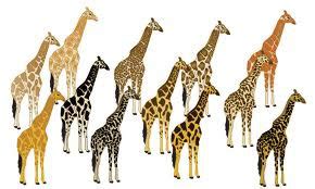 Image result for Animal Variation Examples