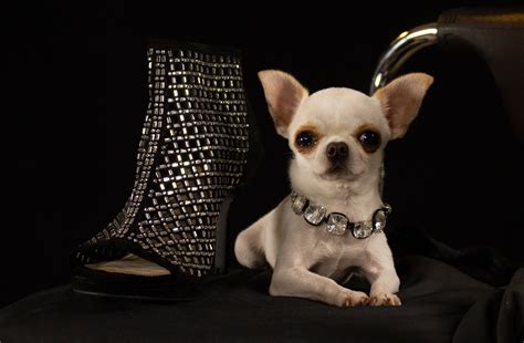 The Smallest In The World Dog 8 Adorable Smallest Dog Breeds In The