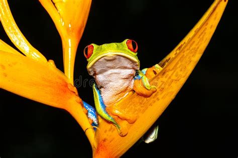Image result for New Line JavaScript