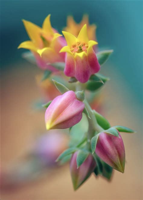 Flower Photography Art