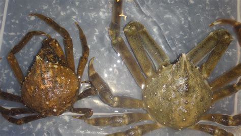 Molting Spider Crabs! - SoundWaters
