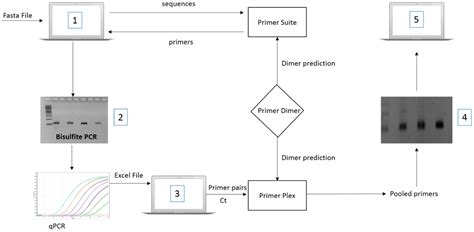 Image result for Multiplex PCR Primer Design