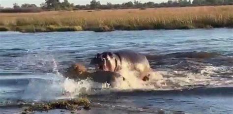 ¡Bestial! Un hipopótamo la emprende a bocados contra una manada de leones