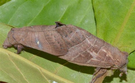Insect Pests