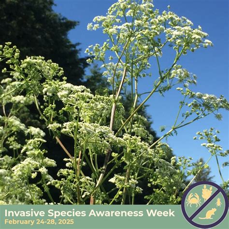 Poison Hemlock Rash 10 Dangerous Plants And Weeds You Should Never