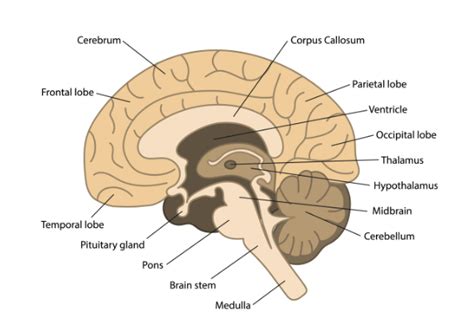 CBSE Class 10 Science Chapter 7 的图像结果