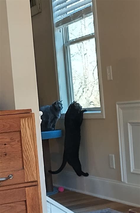 Be careful putting bird feeders near windows : r/blackcats