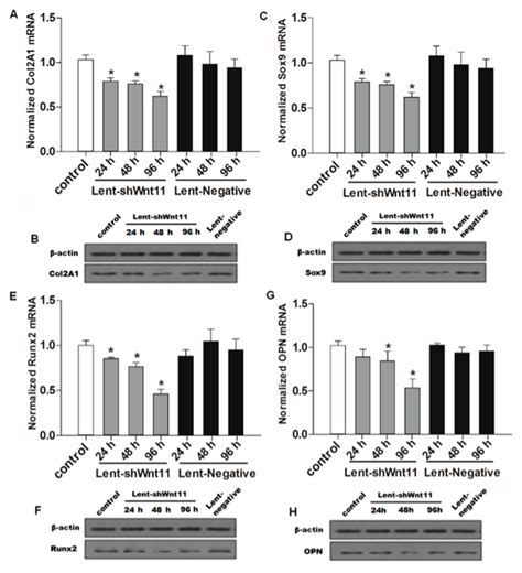 The Wnt11 Signaling Pathway in Potential Cellular EMT and Osteochondral ...