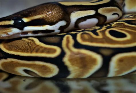 Ball Python Wobble 的图像结果