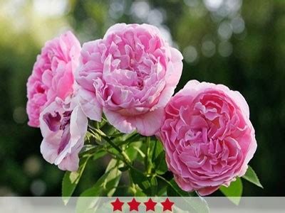 Buy Rose De Mai Absolute Oil India | Pure & Natural Essentials ...